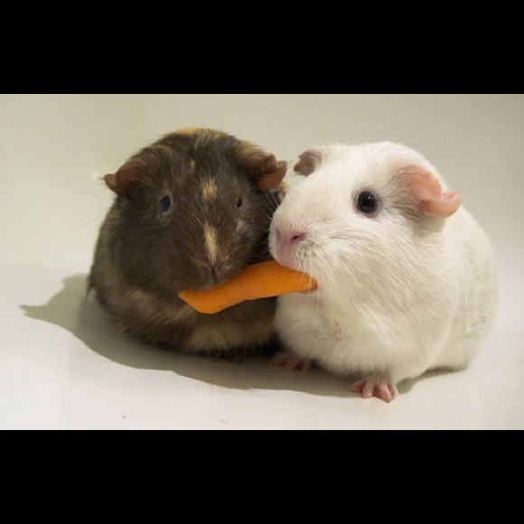 SHARE!  SHARE!  SHARE! - Picture 3 of 7